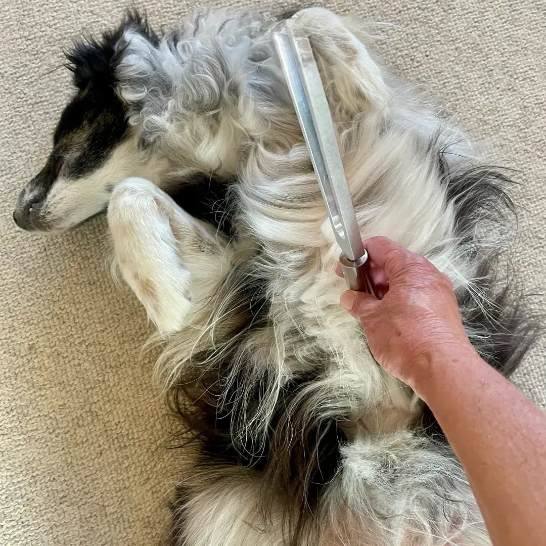 PawTune™ - Frequency Healing For Pets